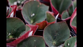 BEGONIA PROPAGATION — Ep 039 [upl. by Johann]