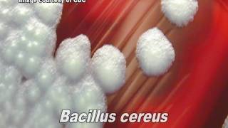 Bacillus cereus [upl. by Sylirama]