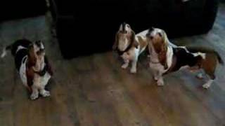 Basset hound concerto [upl. by Anole]