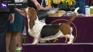 Basset Hounds  Breed Judging 2020 [upl. by Ynoep999]