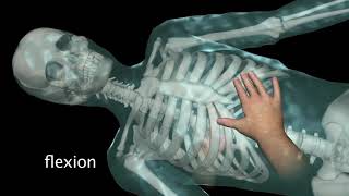 Respiratory Diaphragm Hold  Lyons Institute Biodynamic Craniosacral Therapy [upl. by Lorri]