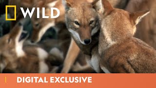 Ethiopian Wolf Hunts for Pups  Africas Hidden Wonders  National Geographic Wild UK [upl. by Akemehc]