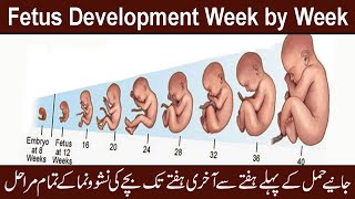 Fetal Growth Week by Week  Fetus Development Stages Week by Week  Embryo Development Week by Week [upl. by Mastat964]