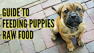 Guide To Feeding Puppies RAW Food [upl. by Dreeda]