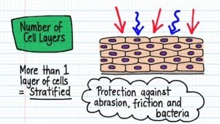 Classification of Epithelia  Drawn amp Defined [upl. by Einavoj]