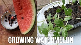 How To Grow Watermelon From Seed At Home [upl. by Eisiam]