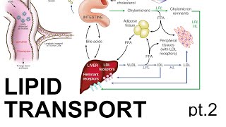 Lipid Transport pt 2 [upl. by Nottage628]