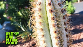 Pilosocereus Azureus  BLUE TORCH CACTUS  STUNNING Blue Cactus That Gets BLUER with AGE [upl. by Porche]