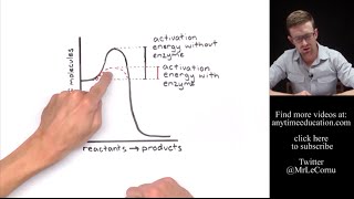 How Do Enzymes Work Activation Energy [upl. by Ledda480]