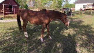 Horse with Equine Protozoal Myeloencephalitis EPM Opossum Disease [upl. by Boris]