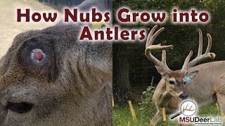 From Nubs To Growing Antlers An Incredible Process [upl. by Anilah707]