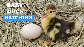 Baby Duck Hatching  Egg Hatching [upl. by Aicram]