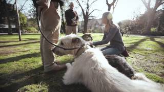 Worlds Greatest Pets  The Irish Wolfhound [upl. by Nakasuji]