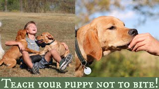 Stop Puppy Biting  Top 3 Training Solutions [upl. by Sumedocin]