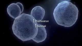 The MAPK Signaling Pathway [upl. by Aramac]