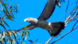 Channelbilled Cuckoo  Big bird big voice [upl. by Hunt]