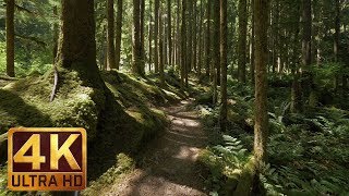 4K Virtual Forest Walk along Middle Fork Trail at Snoqualmie region Part 1 3 HR Relax Music [upl. by Enak368]