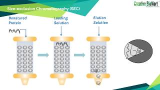 Refolding of Inclusion Body Proteins from E Coli [upl. by Skinner]