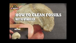 Exploring Fossil Records How Fossils Are Formed [upl. by Rosette]