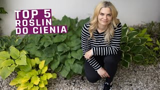 Moje TOP 5 roślin do cienia w tym obficie kwitnące [upl. by Betsy44]