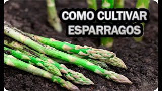 Como Cultivar Espárragos Ciclo Completo Cuidados Y Riegos Del Cultivo  La Huertina De Toni [upl. by Ollehto]