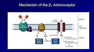 Antiarrhythmics Lesson 3  Beta Blockers [upl. by Stacia]