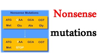 Nonsense mutations [upl. by Moffitt]