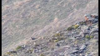 Caucasian grouse  KazbegiStepantsminda Georgia April 2024 [upl. by Donna126]