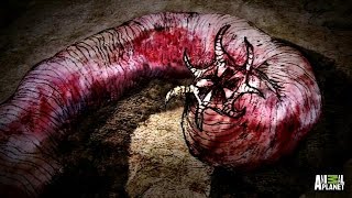 The Mongolian Death Worm [upl. by Aserehtairam586]