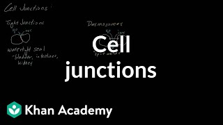 Cell Junctions  Cells  MCAT  Khan Academy [upl. by Gillian537]