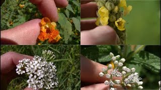 How To Identify 5 Medicinal Plants And Their Uses [upl. by Crescantia]