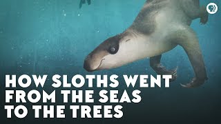 How Sloths Went From the Seas to the Trees [upl. by Eniamsaj]