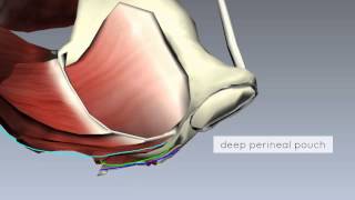 Pelvic Floor Part 2  Perineal Membrane and Deep Perineal Pouch  3D Anatomy Tutorial [upl. by Adnuahsar]