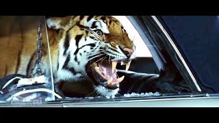 The Hangover 2009  Tiger in the Car Scene [upl. by Elodia]