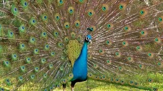 Peacock Dance Display  Peacocks Opening Feathers HD amp Bird Sound [upl. by Elliott]