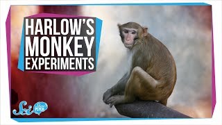 Harlows Horrifying Monkey Experiments [upl. by Barris492]