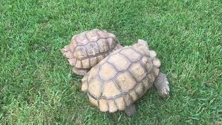 Sulcata Tortoise Breeding Ritual [upl. by Janaya]