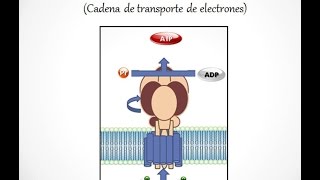 Fosforilación oxidativa [upl. by Sirrep]