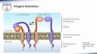 6 WBC Extravasation [upl. by Sarnoff]