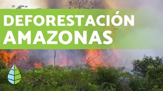 DEFORESTACIÓN DEL AMAZONAS en 2019 [upl. by Ewold]