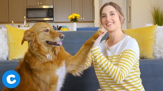 Dog Tricks Teaching the Dog High Five  Chewy [upl. by Ettesus]