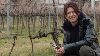 COME POTARE LA VITE TECNICA DEL CORDONE SPERONATO 🍇 [upl. by Zonda]