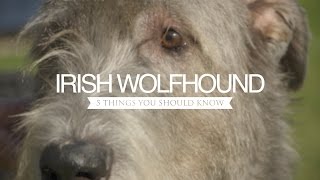 IRISH WOLFHOUND FIVE THINGS YOU SHOULD KNOW [upl. by Alian]