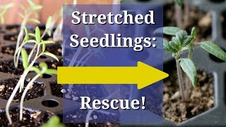 Fix Leggy Seedlings [upl. by Venn824]