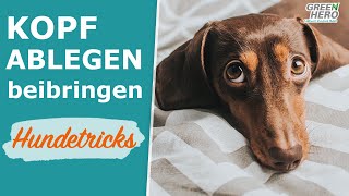 Hundetricks für Anfänger Kopf ablegen  Down [upl. by Anyzratak7]