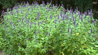 How to Grow Anise Hyssop [upl. by Salsbury54]