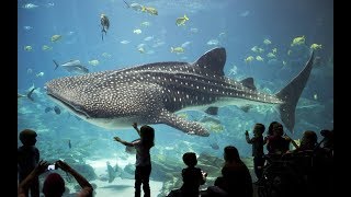 Discover the Spectacular Wonders of The Georgia Aquarium  Atlanta USA [upl. by Hanoy]