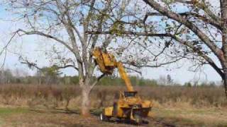 Pecan Tree Shaker [upl. by Oitaroh]