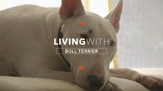 ALL ABOUT LIVING WITH HANK THE BULL TERRIER [upl. by Joeann]