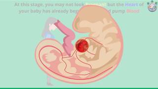 Baby’s Development at 5th Week of Pregnancy – Part 1 [upl. by Dianthe39]